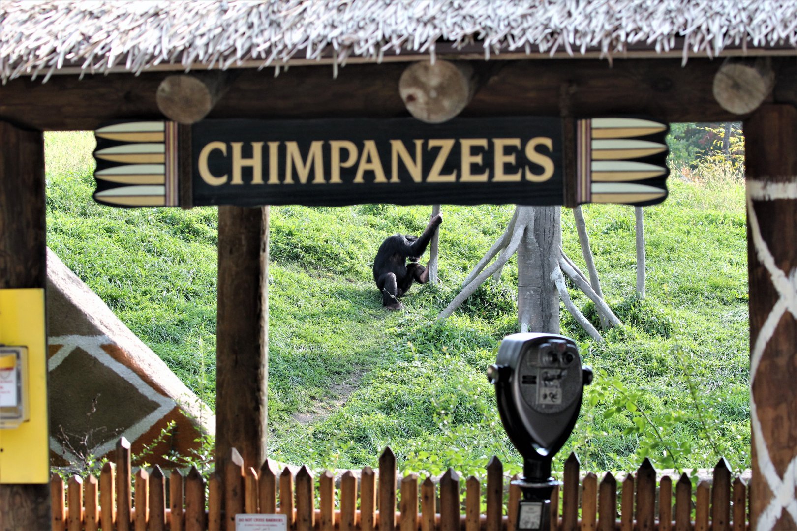 Detroit Zoo - Great Apes of Harambee - Summer/Fall, 2016