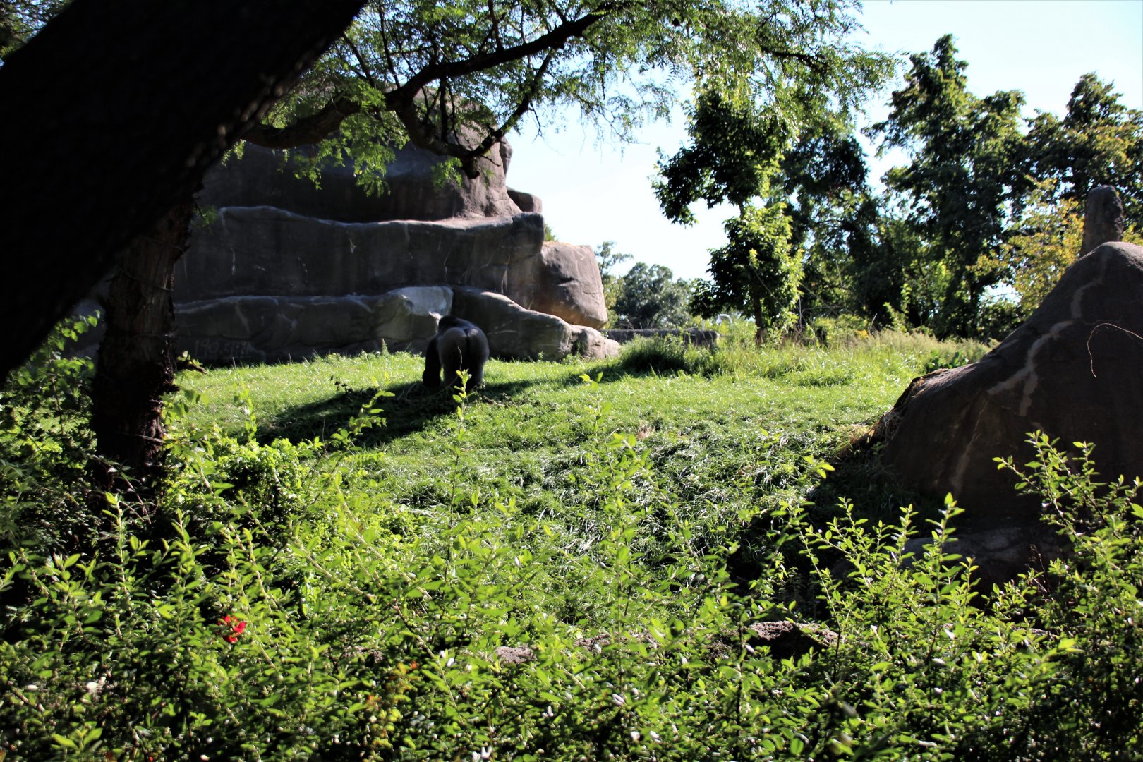 Detroit Zoo - Great Apes of Harambee - Summer/Fall, 2016