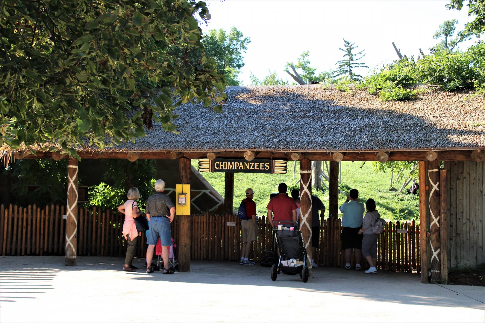 Detroit Zoo - Great Apes of Harambee - Summer/Fall, 2016