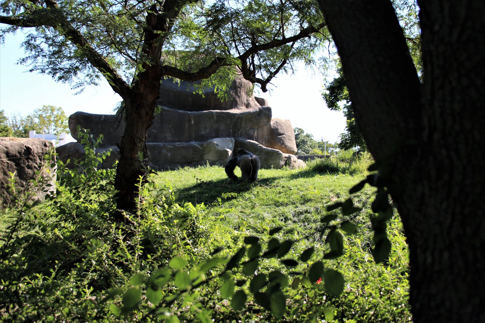 Detroit Zoo - Great Apes of Harambee - Summer/Fall, 2016