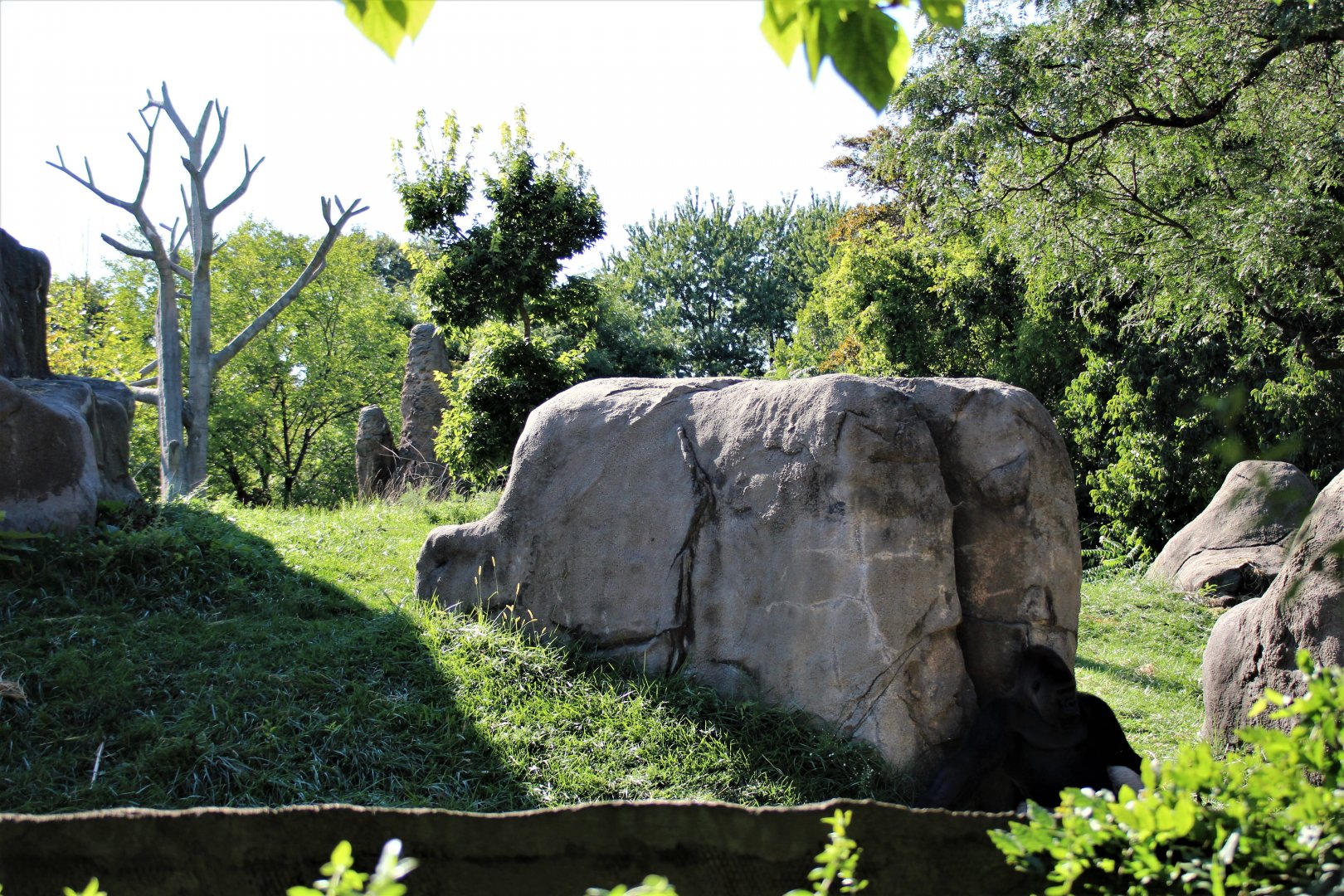 Detroit Zoo - Great Apes of Harambee - Summer/Fall, 2016