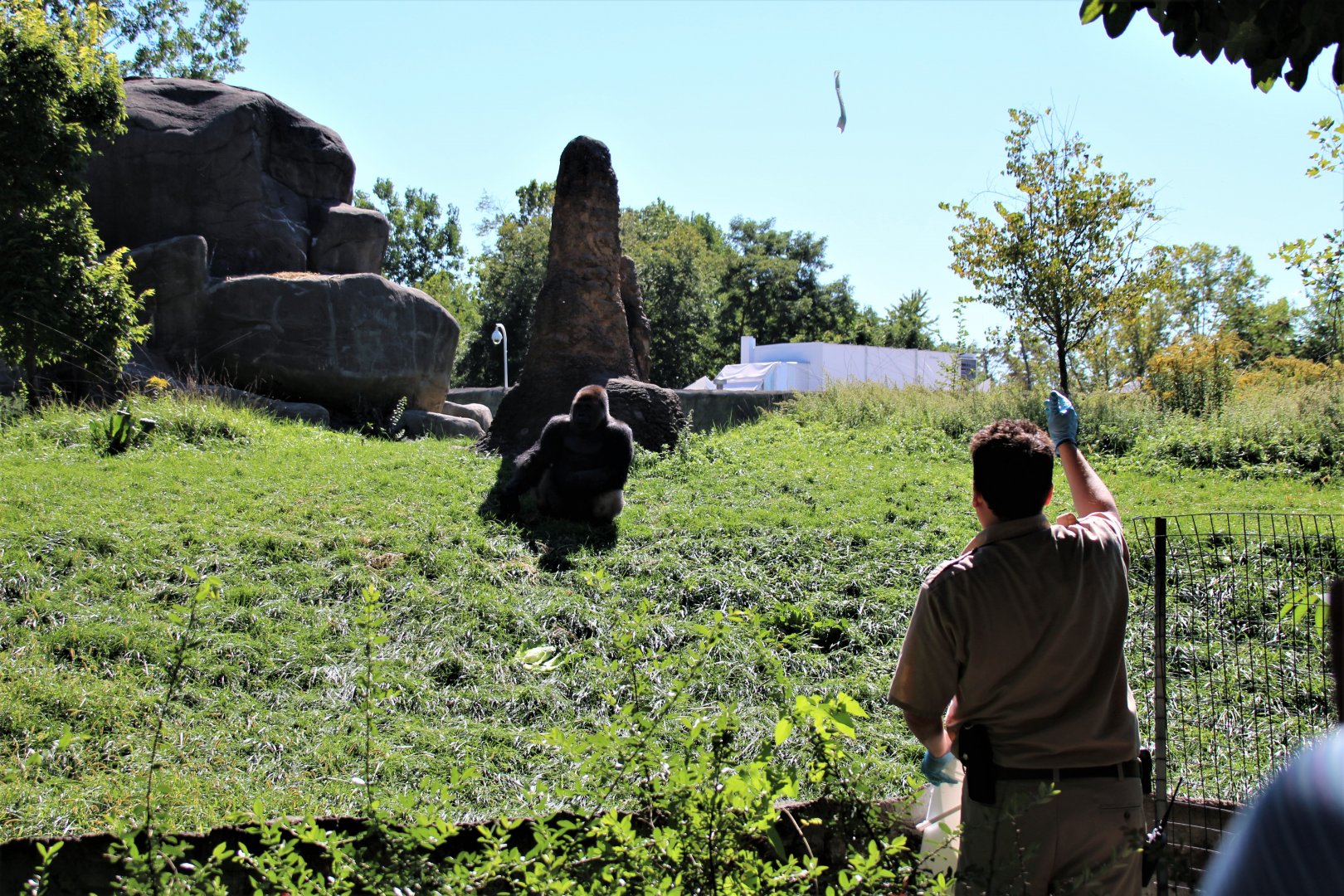 Detroit Zoo - Great Apes of Harambee - Summer/Fall, 2016
