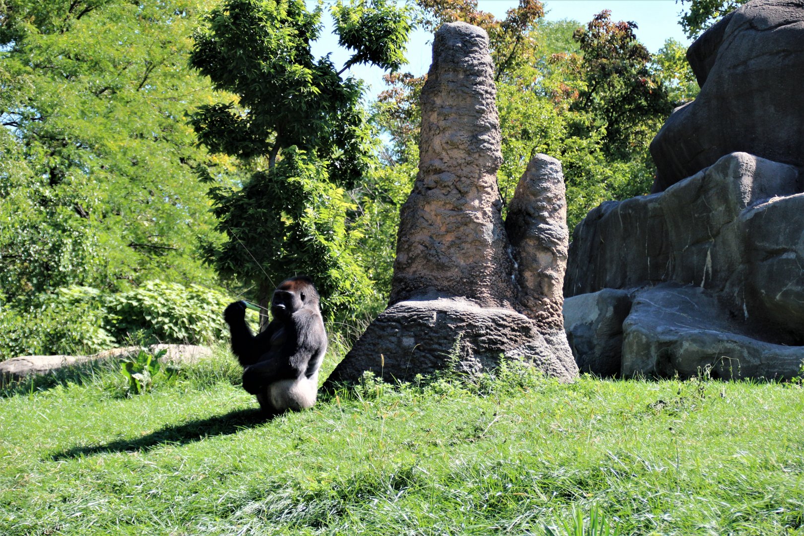 Detroit Zoo - Great Apes of Harambee - Summer/Fall, 2016