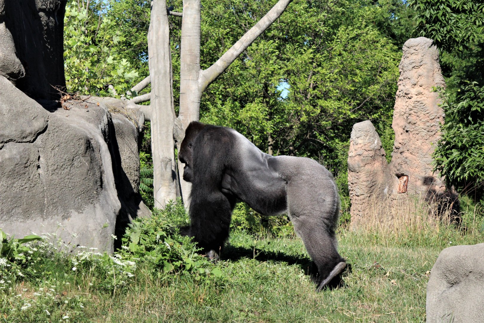 Detroit Zoo - Great Apes of Harambee - Summer/Fall, 2016