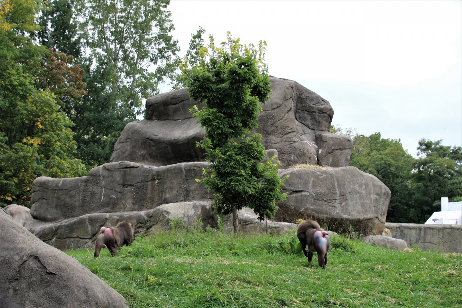 Detroit Zoo - Great Apes of Harambee - Summer/Fall, 2016