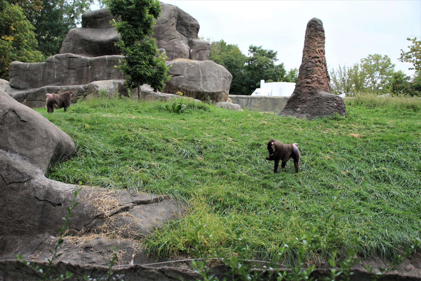 Detroit Zoo - Great Apes of Harambee - Summer/Fall, 2016