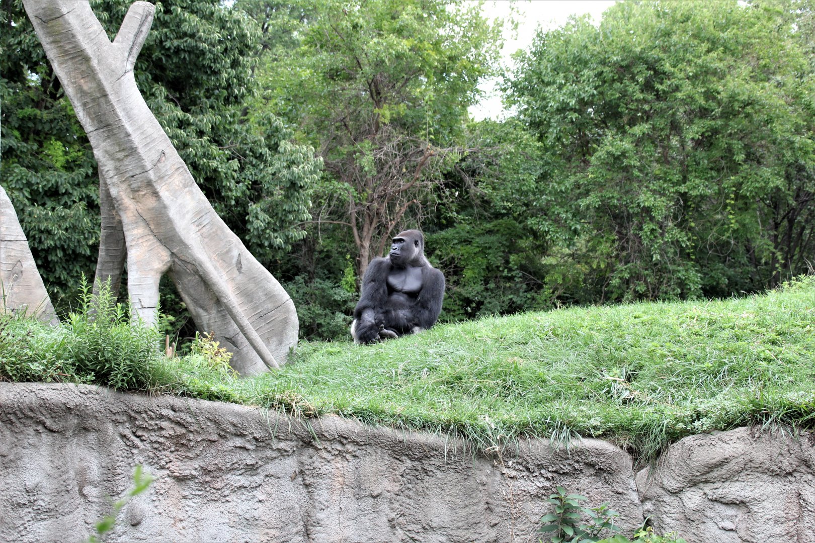 Detroit Zoo - Great Apes of Harambee - Summer/Fall, 2016