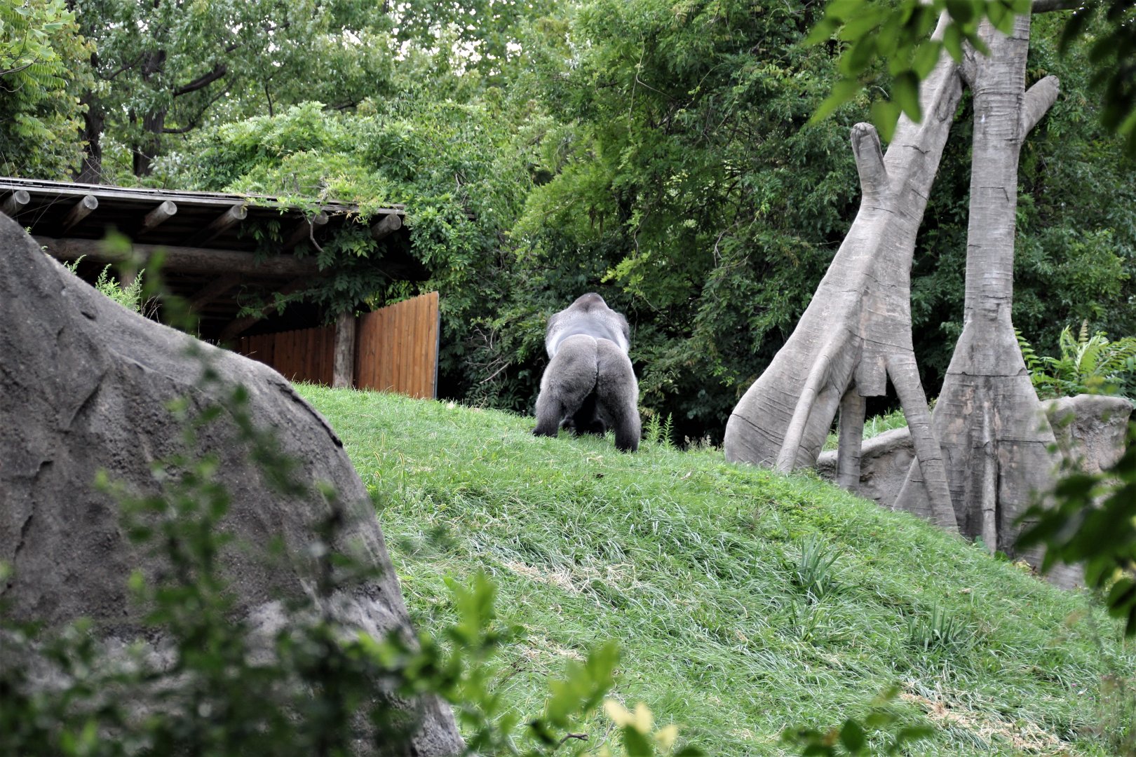 Detroit Zoo - Great Apes of Harambee - Summer/Fall, 2016