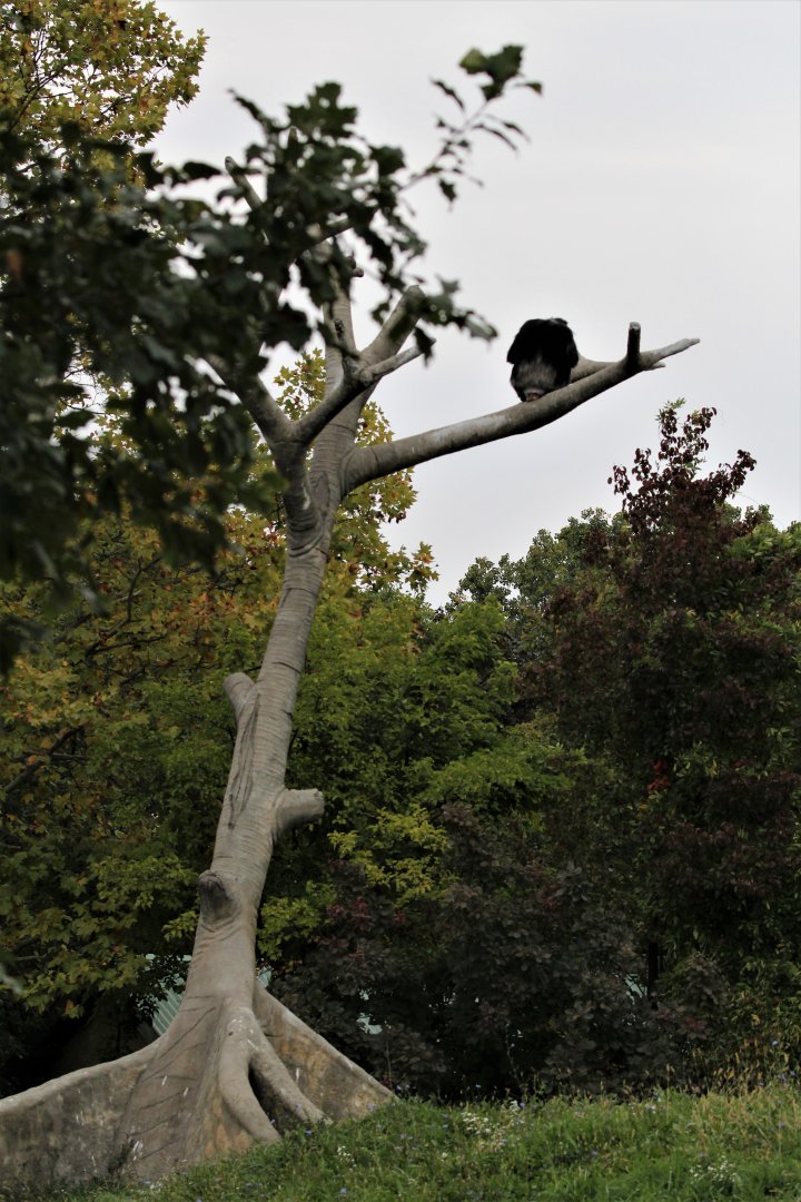 Detroit Zoo - Great Apes of Harambee - Summer/Fall, 2016