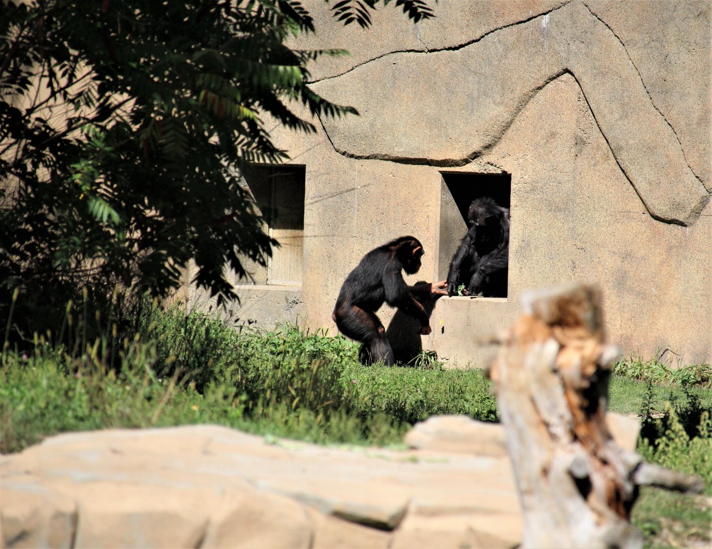 Detroit Zoo - Great Apes of Harambee - Summer/Fall, 2016