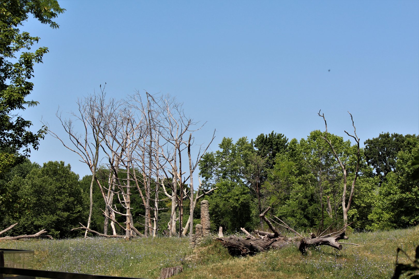 Detroit Zoo - Great Apes of Harambee - Summer/Fall, 2016