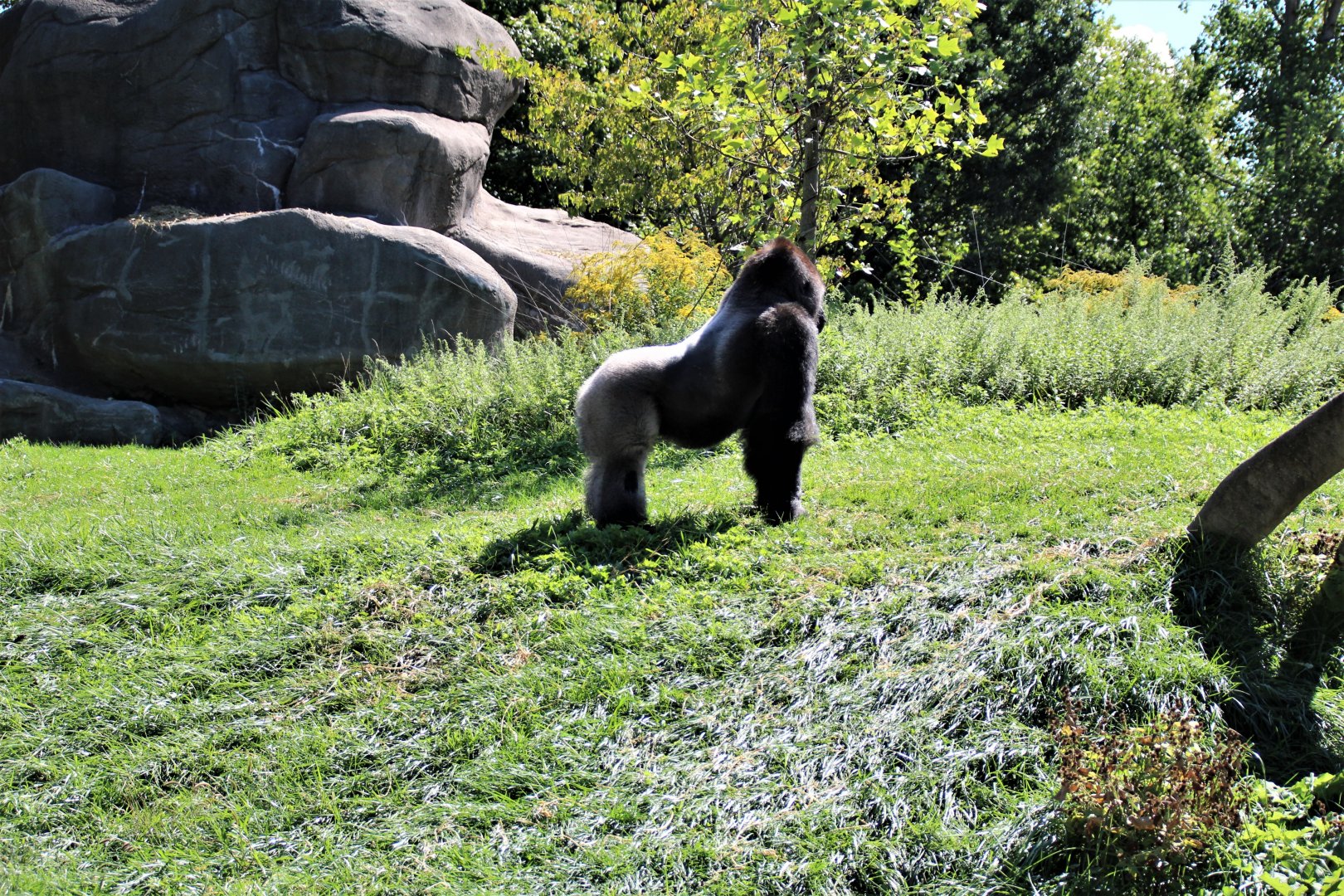 Detroit Zoo - Great Apes of Harambee - Summer/Fall, 2016