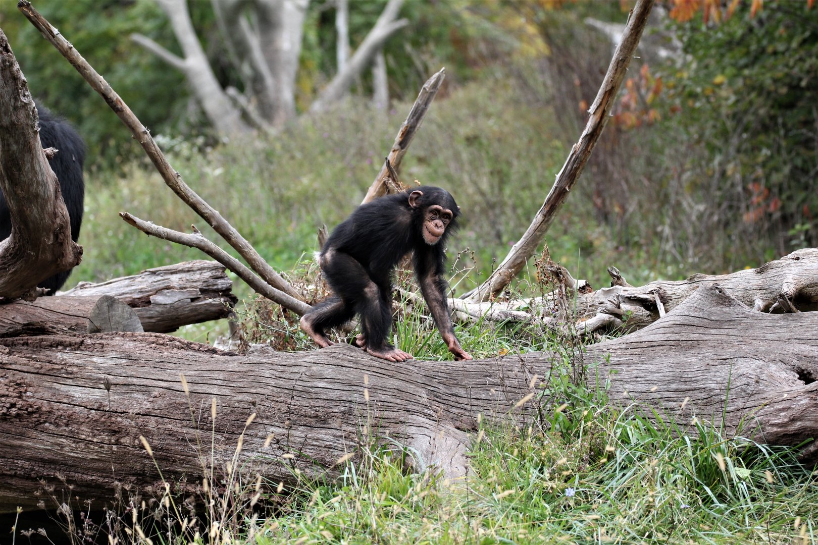 Detroit Zoo - Great Apes of Harambee - Summer/Fall, 2016