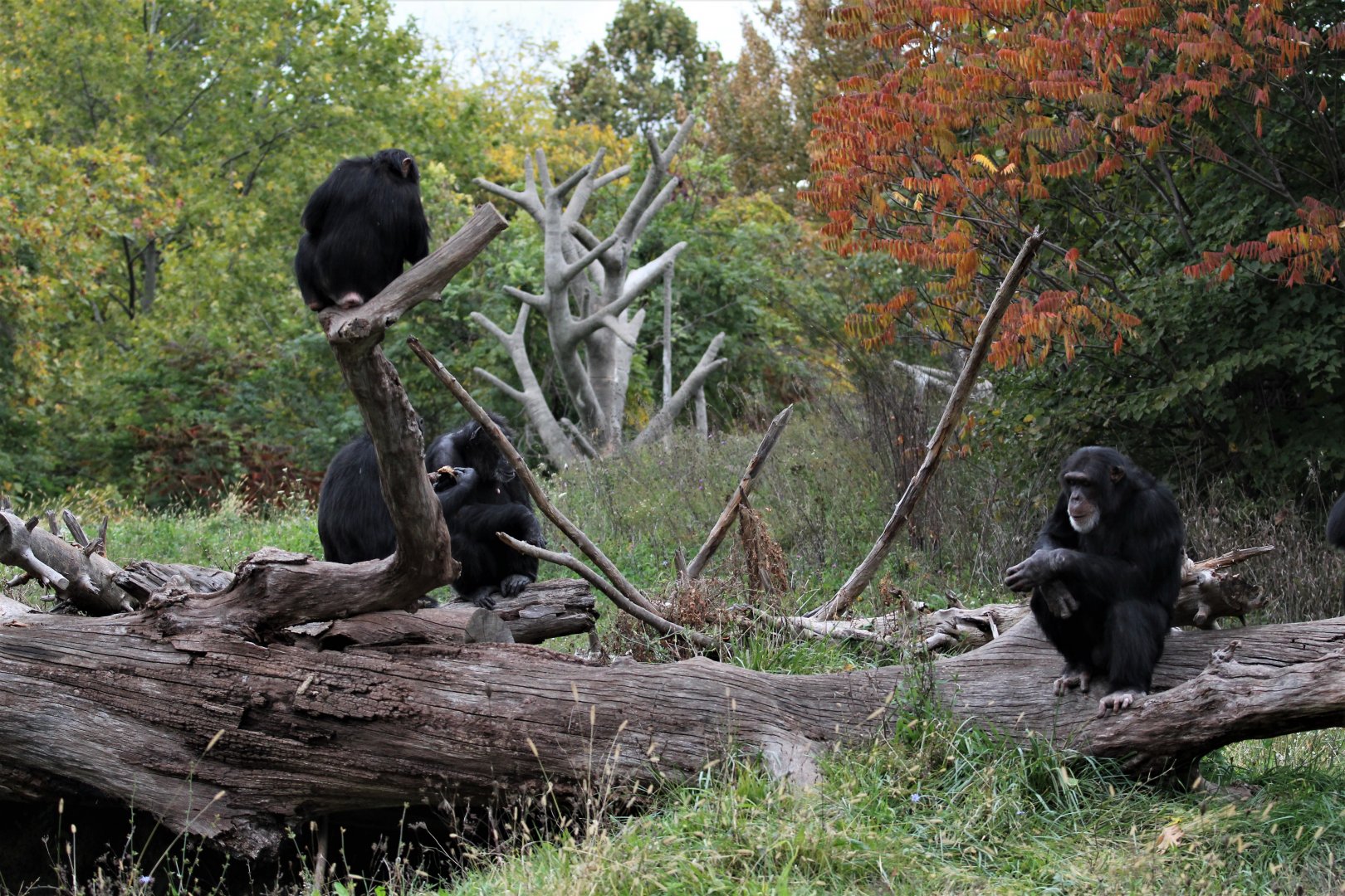 Detroit Zoo - Great Apes of Harambee - Summer/Fall, 2016