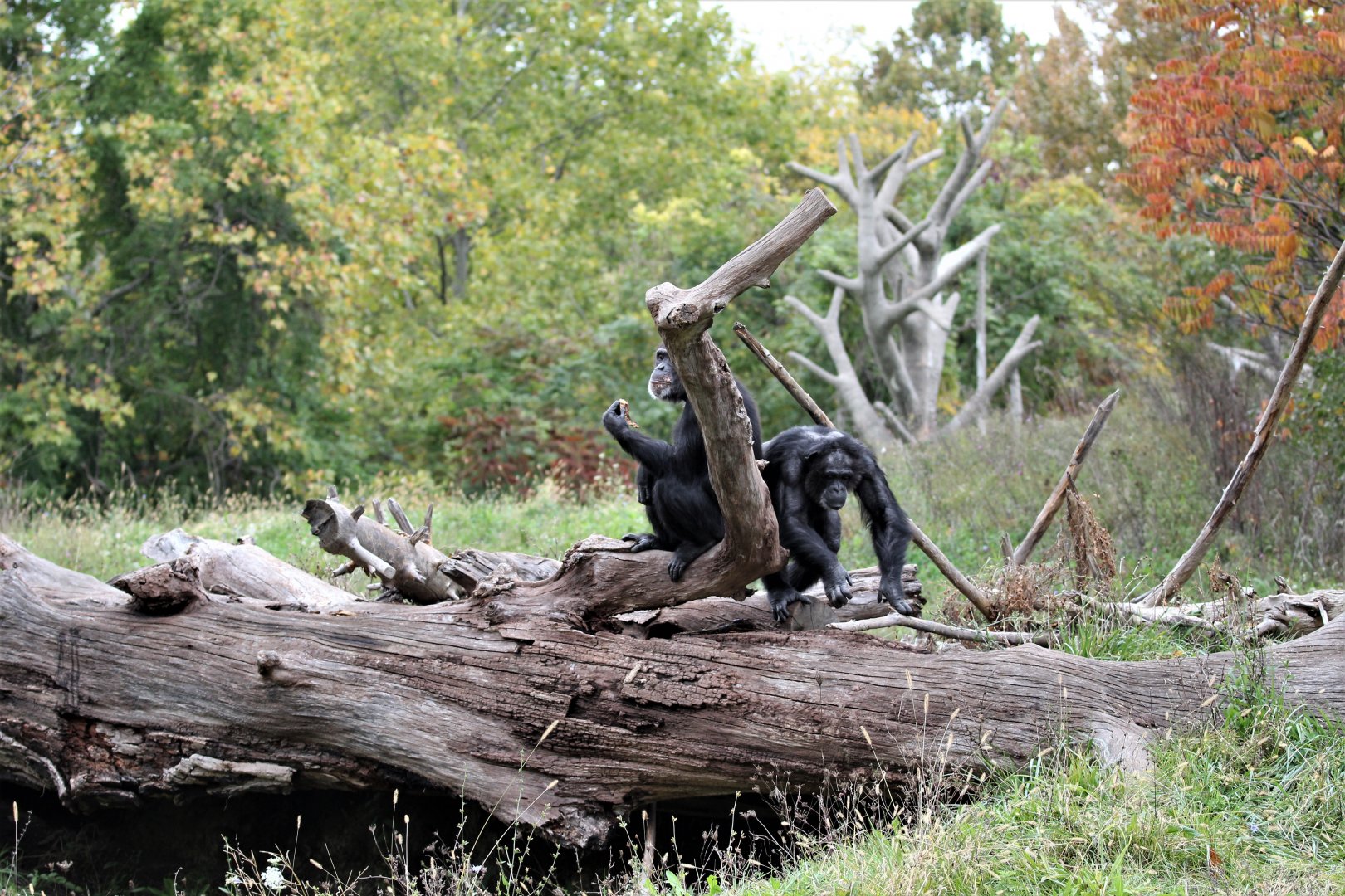 Detroit Zoo - Great Apes of Harambee - Summer/Fall, 2016