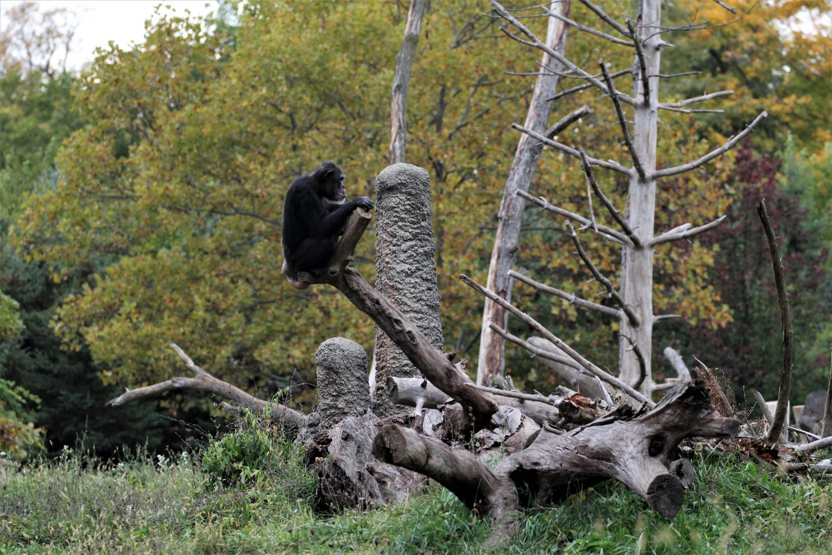 Detroit Zoo - Great Apes of Harambee - Summer/Fall, 2016