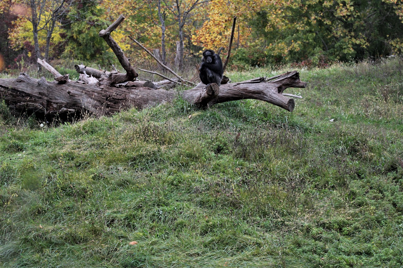 Detroit Zoo - Great Apes of Harambee - Summer/Fall, 2016