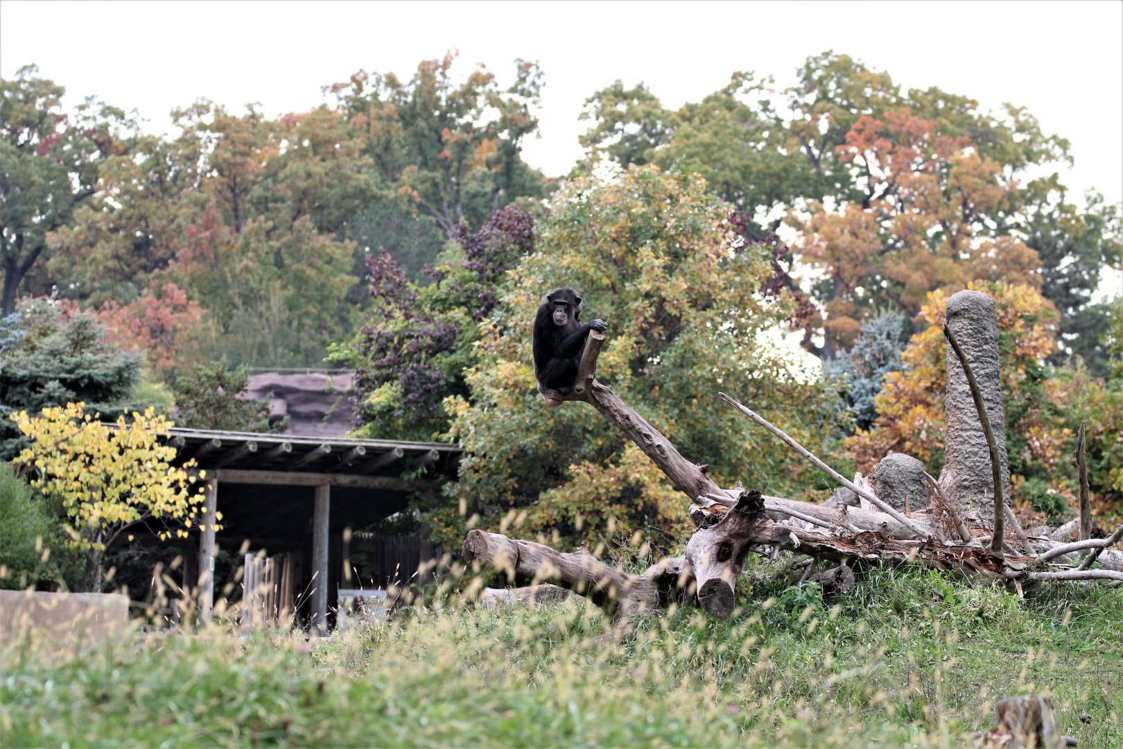 Detroit Zoo - Great Apes of Harambee - Summer/Fall, 2016