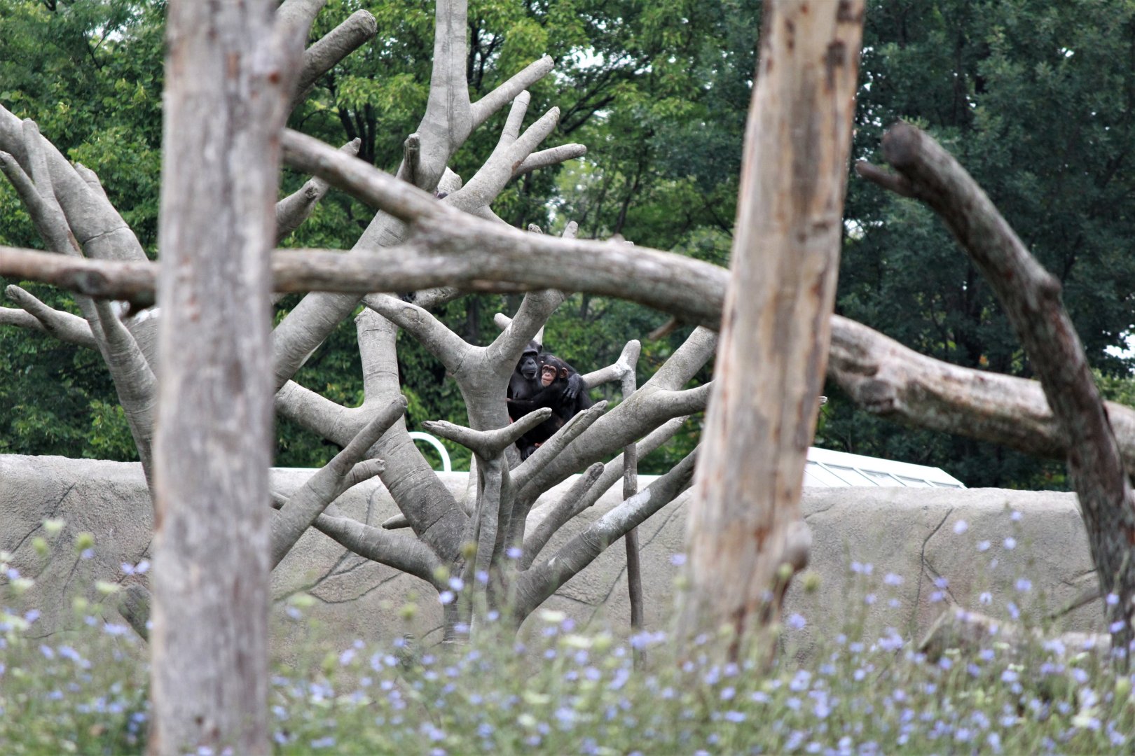 Detroit Zoo - Great Apes of Harambee - Summer/Fall, 2016