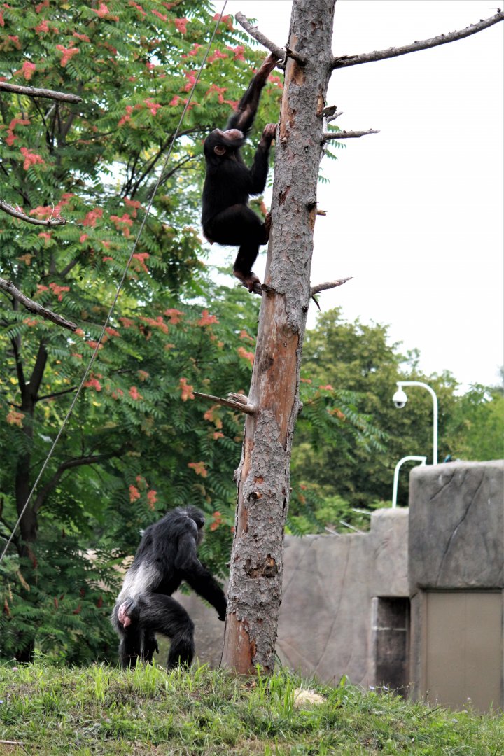Detroit Zoo - Great Apes of Harambee - Summer/Fall, 2016