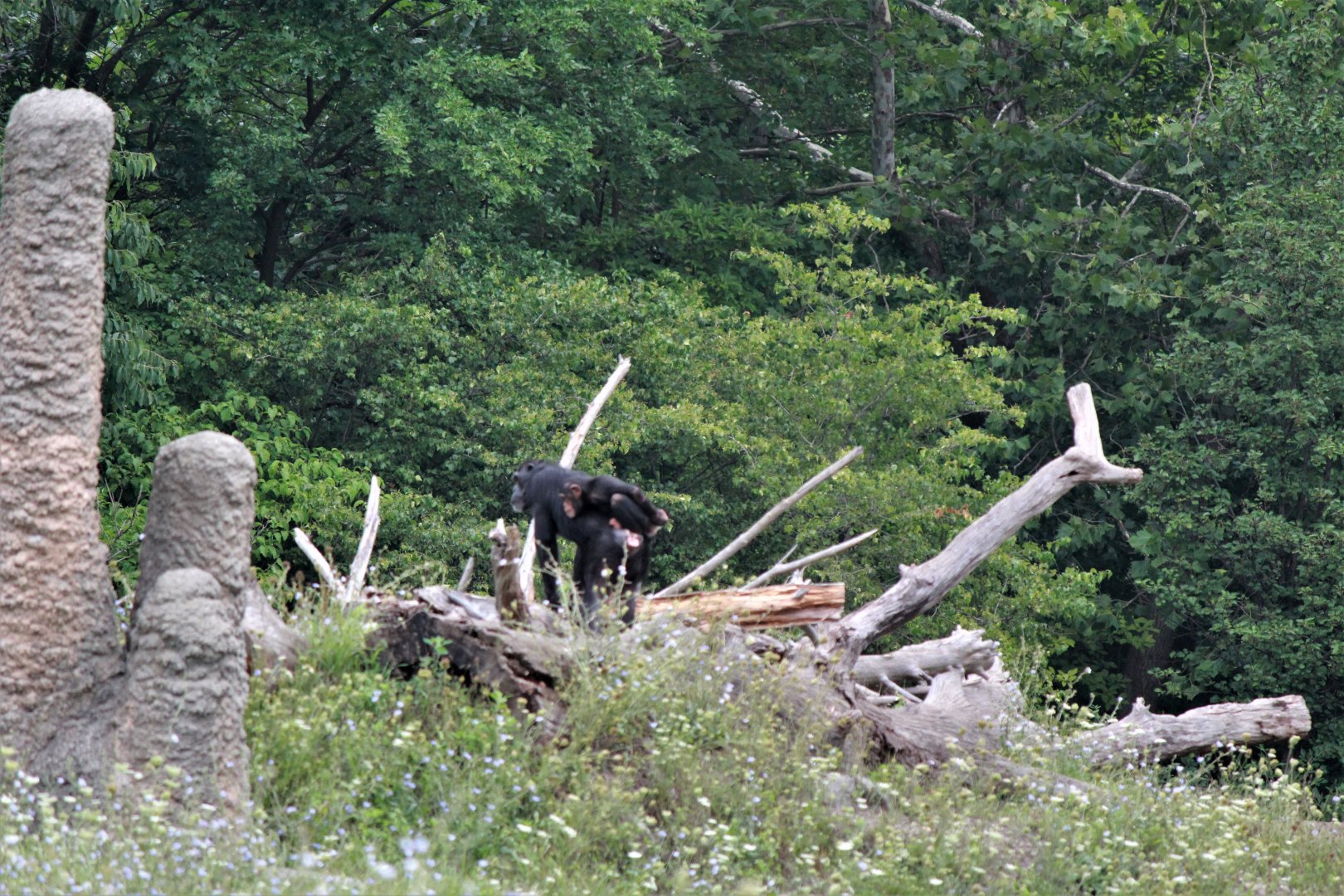 Detroit Zoo - Great Apes of Harambee - Summer/Fall, 2016