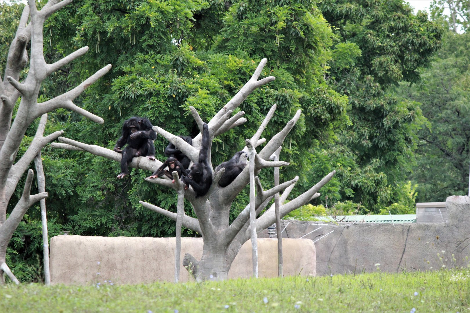 Detroit Zoo - Great Apes of Harambee - Summer/Fall, 2016