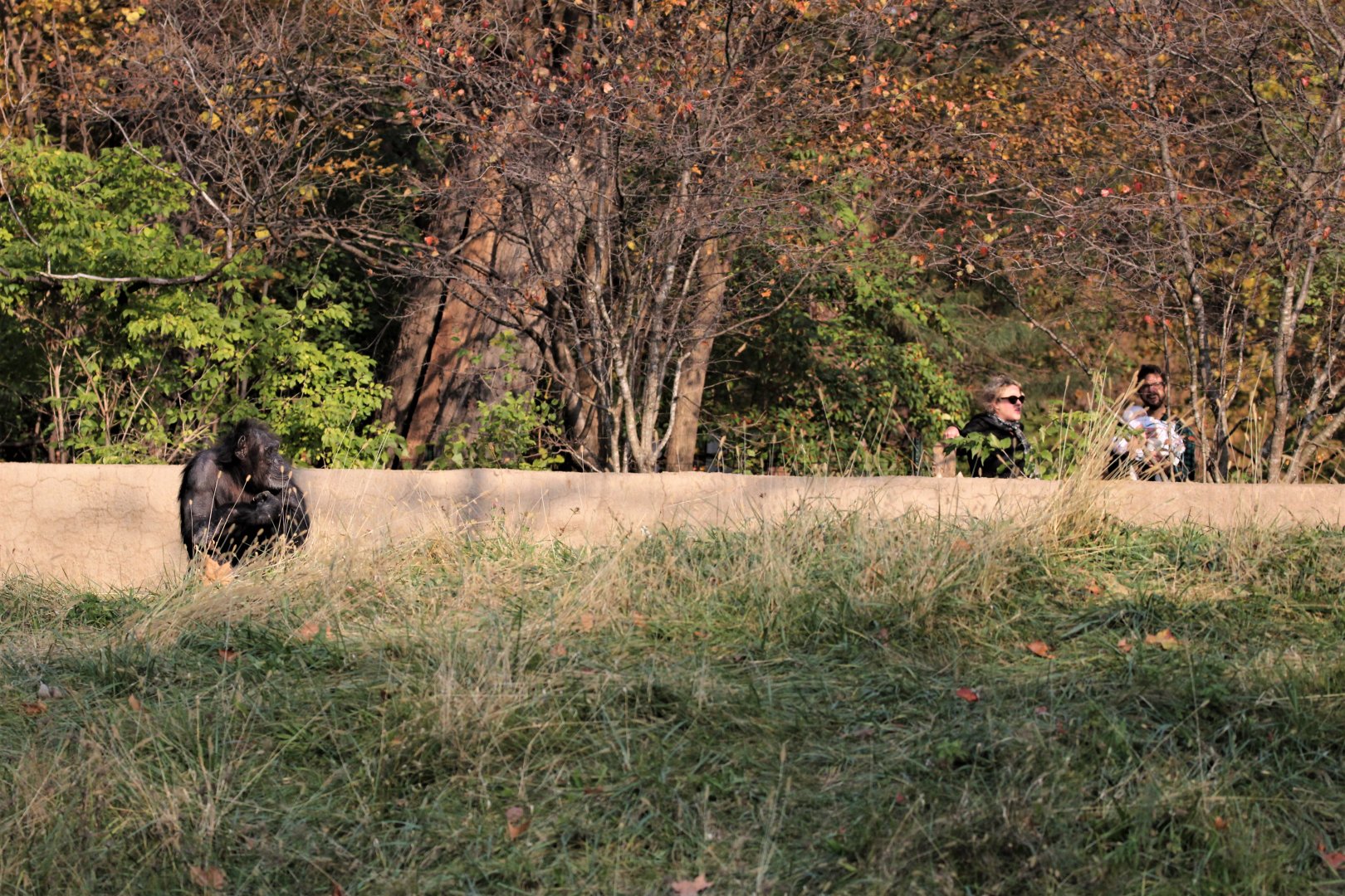 Detroit Zoo - Great Apes of Harambee - Summer/Fall, 2016