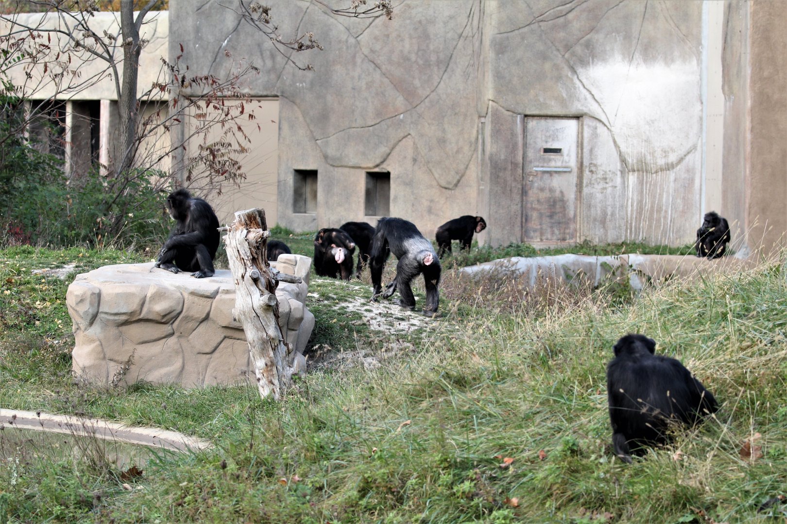 Detroit Zoo - Great Apes of Harambee - Summer/Fall, 2016