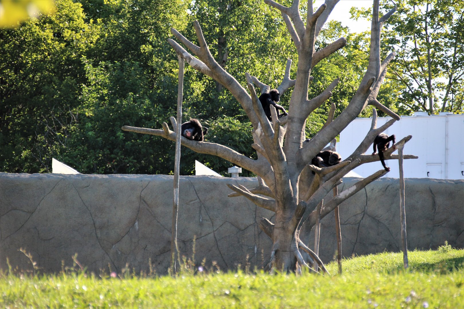 Detroit Zoo - Great Apes of Harambee - Summer/Fall, 2016