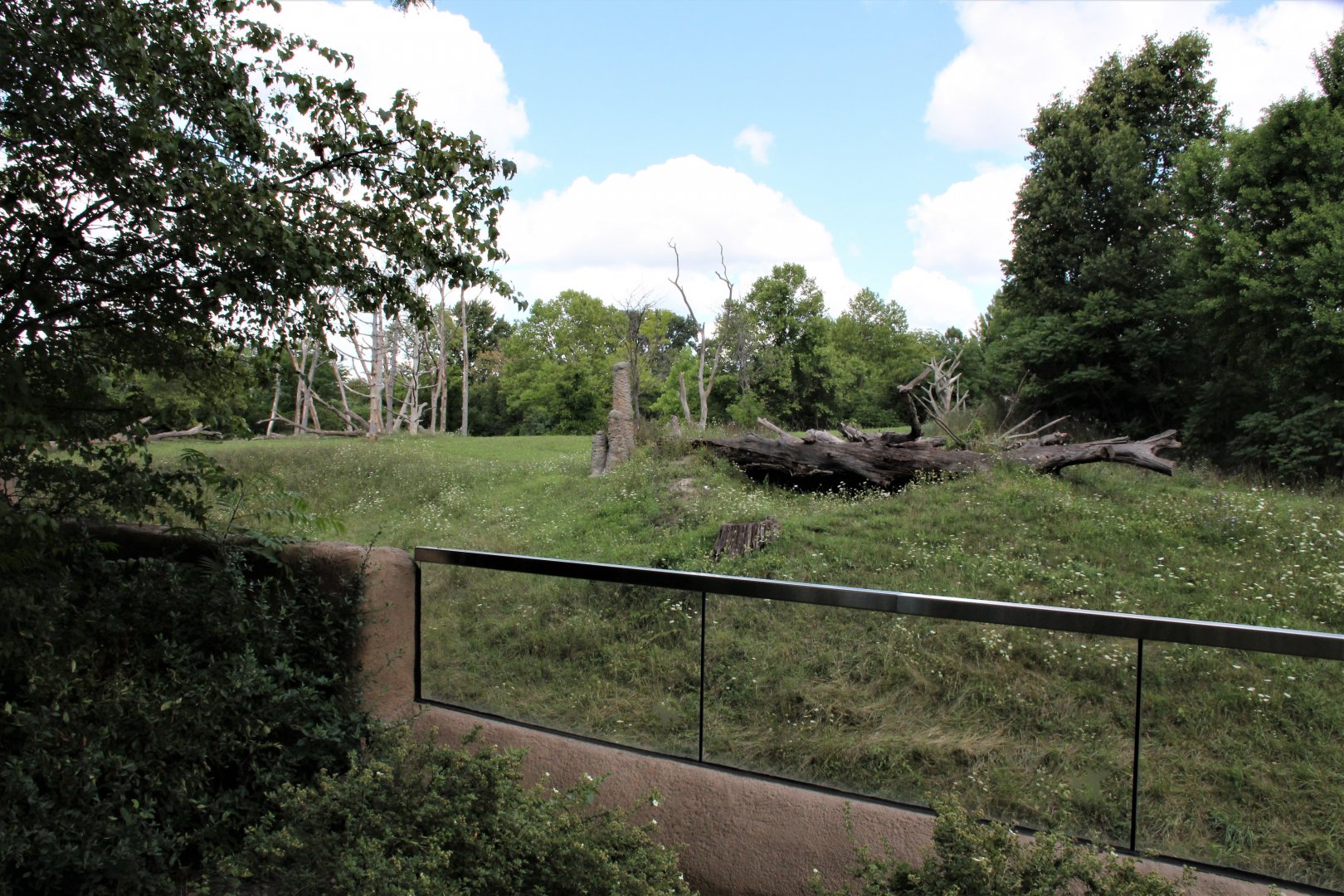 Detroit Zoo - Great Apes of Harambee - Summer/Fall, 2016