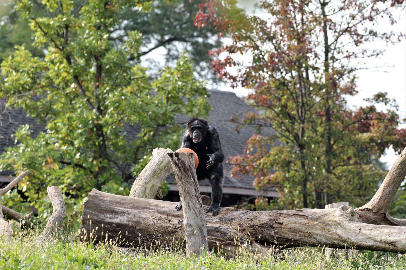 Detroit Zoo - Great Apes of Harambee - Summer/Fall, 2016