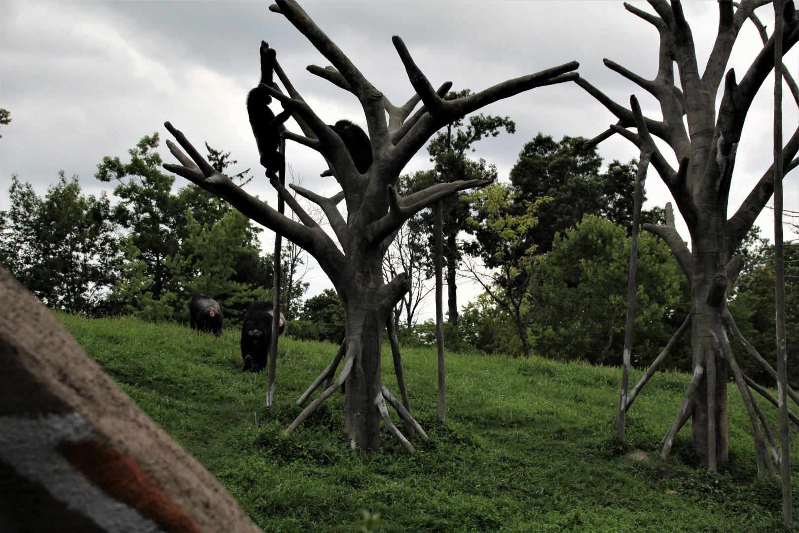 Detroit Zoo - Great Apes of Harambee - Summer/Fall, 2016