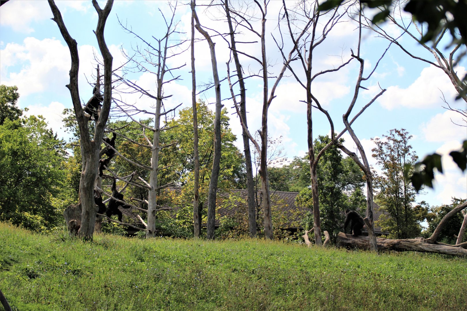 Detroit Zoo - Great Apes of Harambee - Summer/Fall, 2016