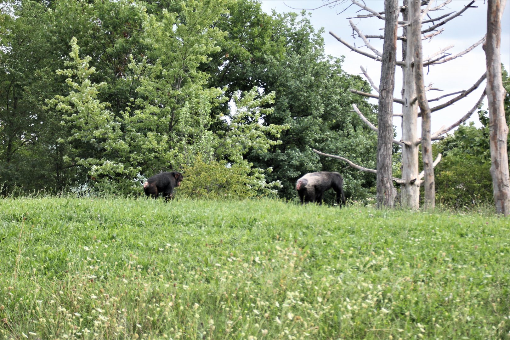 Detroit Zoo - Great Apes of Harambee - Summer/Fall, 2016