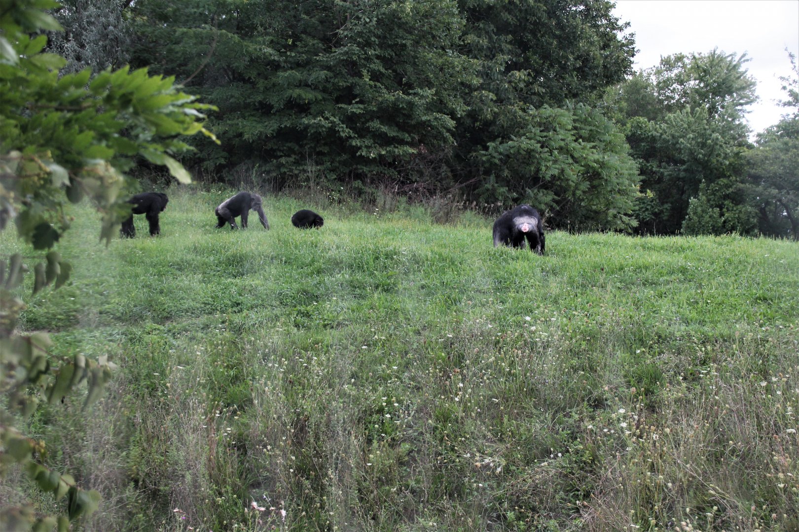 Detroit Zoo - Great Apes of Harambee - Summer/Fall, 2016