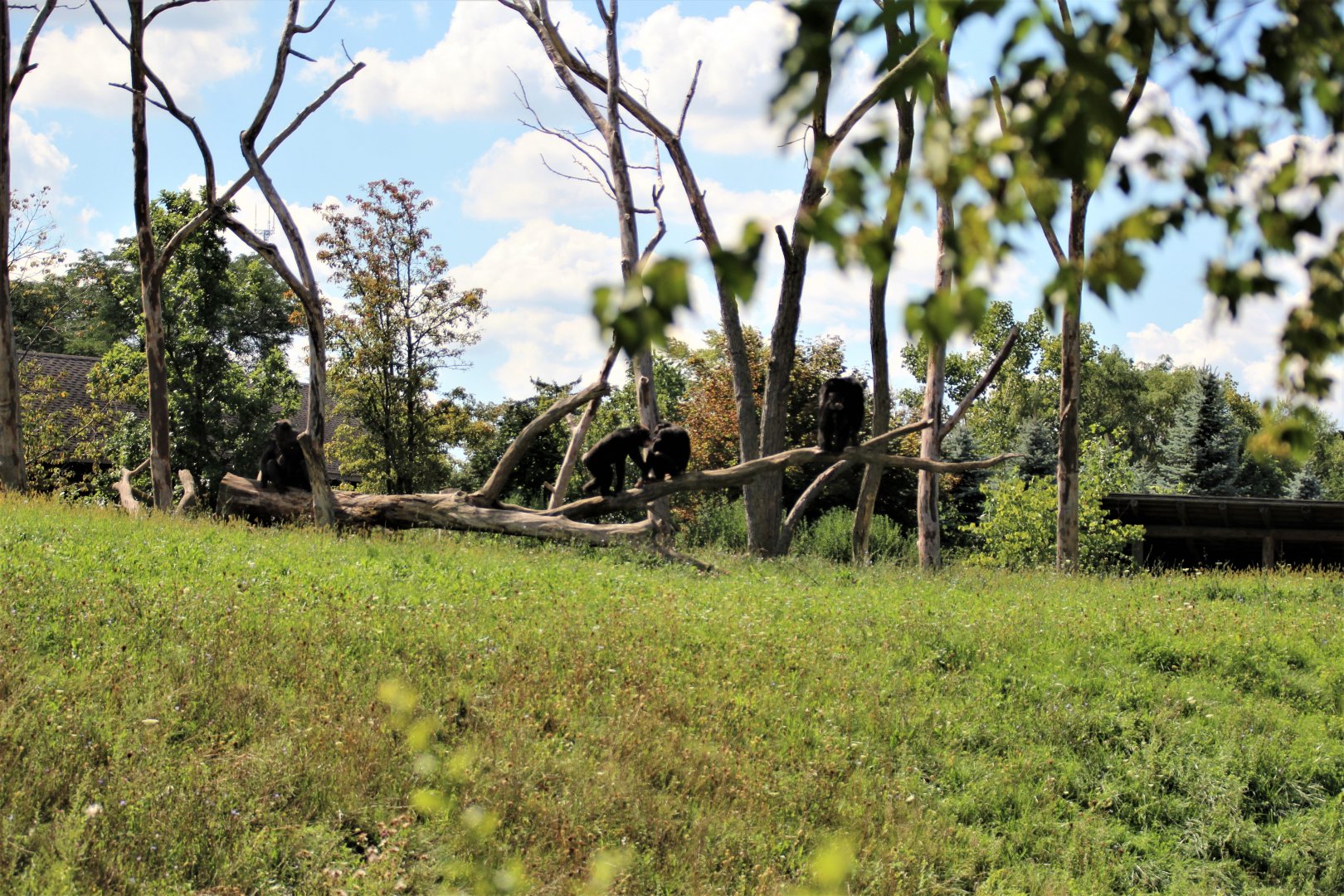 Detroit Zoo - Great Apes of Harambee - Summer/Fall, 2016
