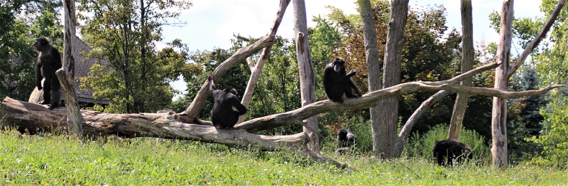 Detroit Zoo - Great Apes of Harambee - Summer/Fall, 2016