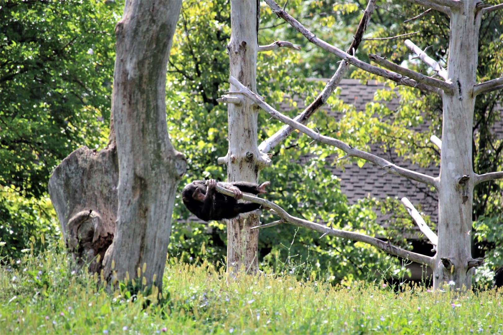 Detroit Zoo - Great Apes of Harambee - Summer/Fall, 2016