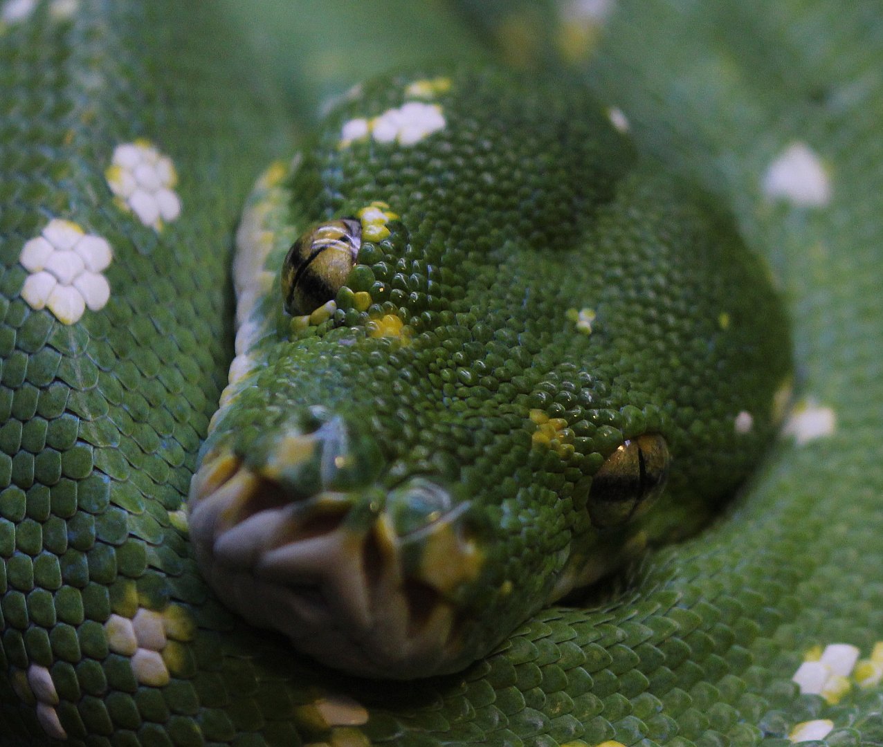 Detroit Zoo - Green Tree Python - November, 2016