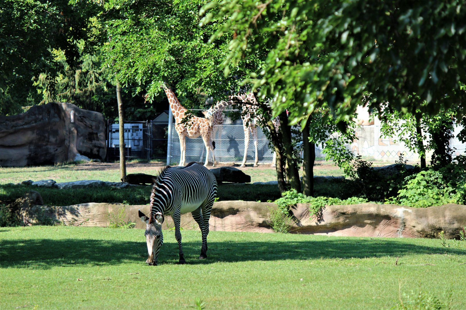 Detroit Zoo - Grevy’s zebra habitat - Summer/Fall, 2016