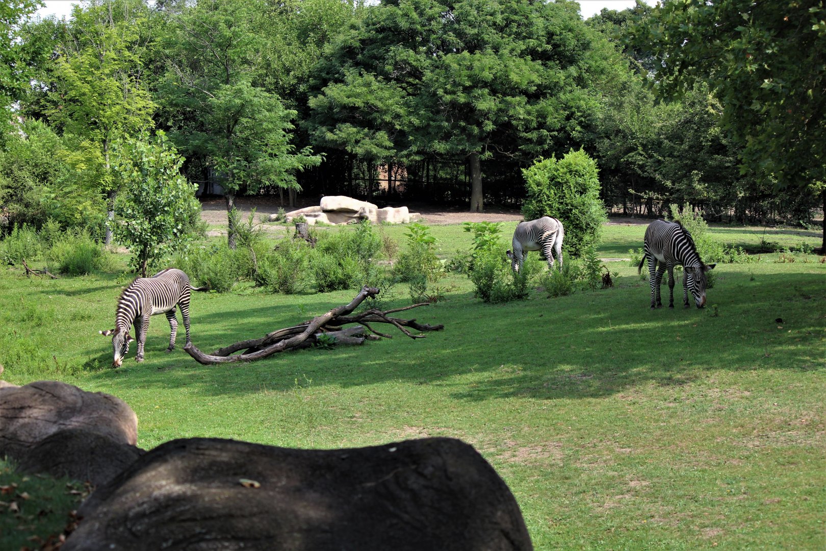 Detroit Zoo - Grevy’s zebra habitat - Summer/Fall, 2016