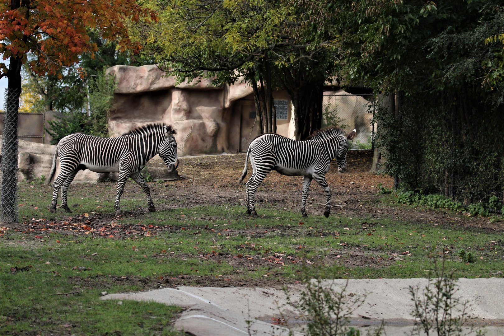 Detroit Zoo - Grevy’s zebra habitat - Summer/Fall, 2016