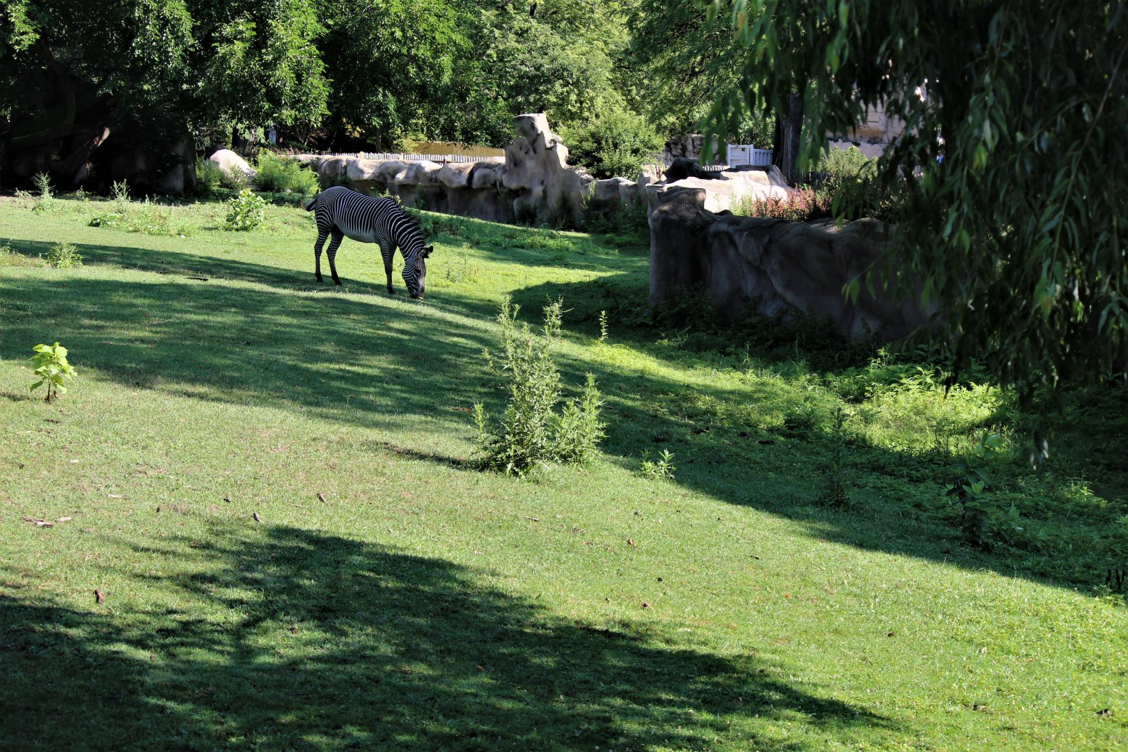 Detroit Zoo - Grevy’s zebra habitat - Summer/Fall, 2016