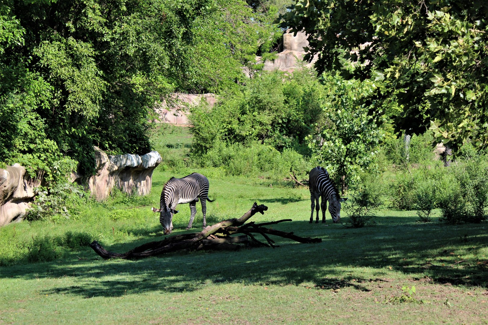 Detroit Zoo - Grevy’s zebra habitat - Summer/Fall, 2016
