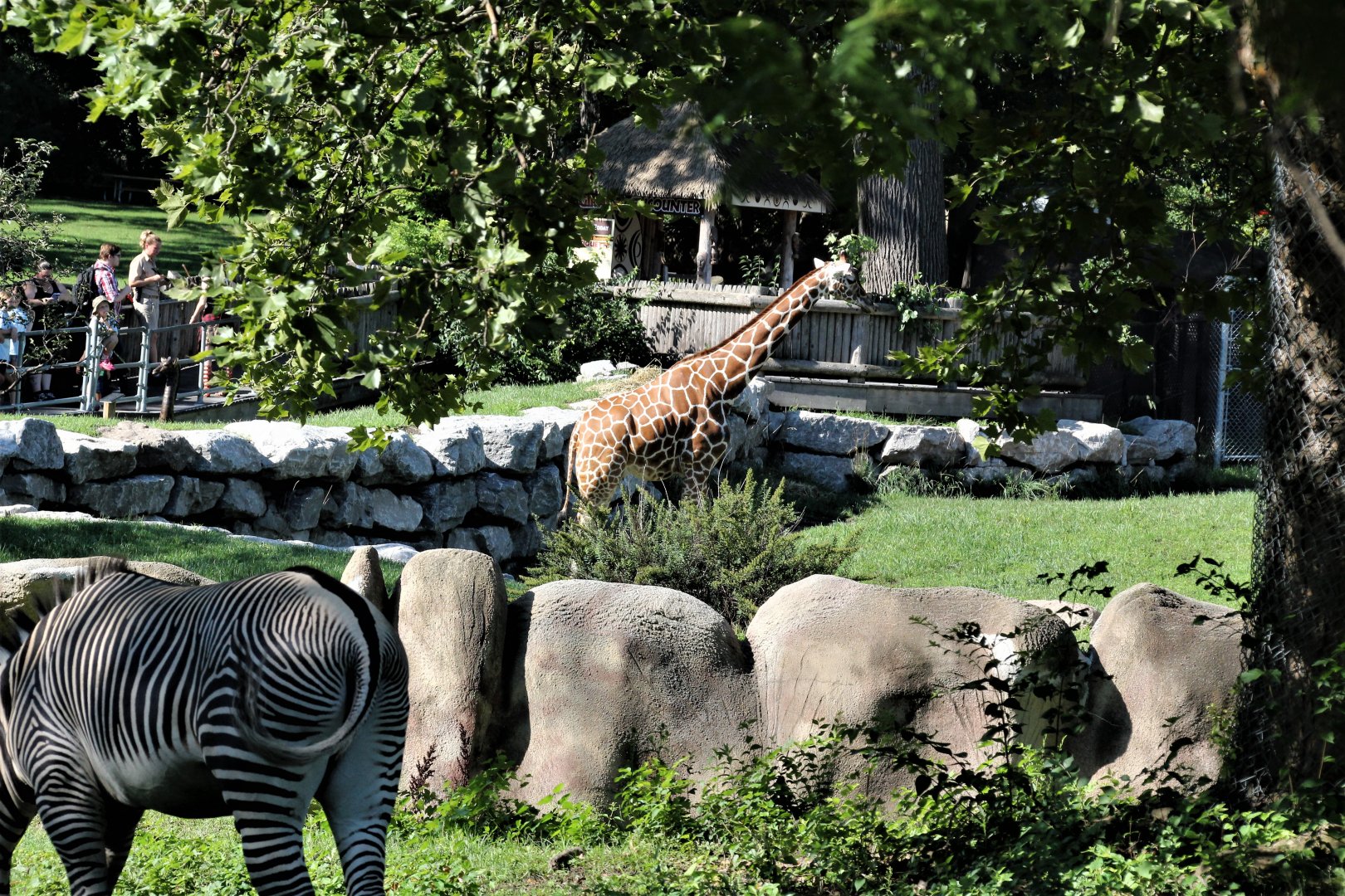 Detroit Zoo - Grevy’s zebra habitat - Summer/Fall, 2016