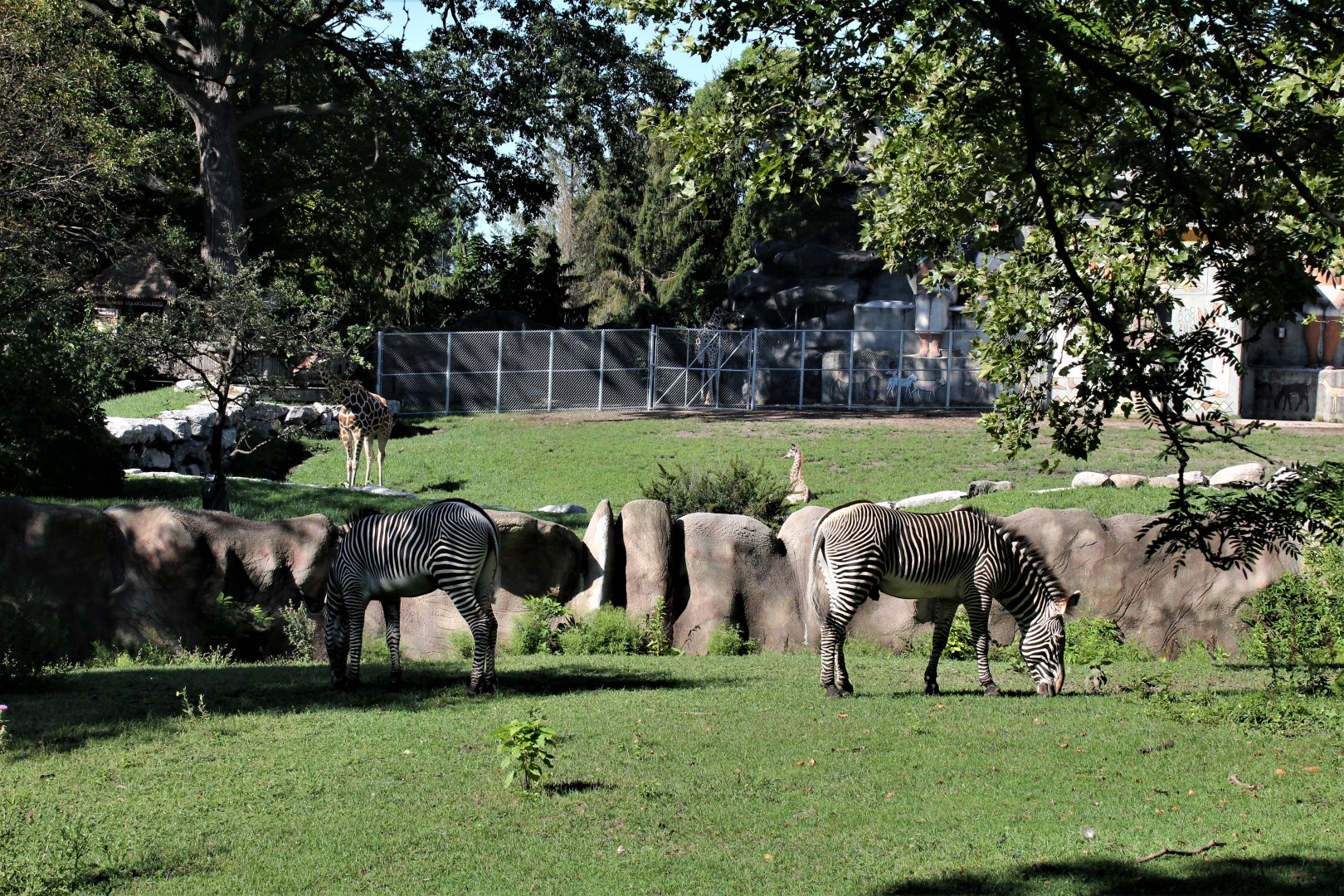 Detroit Zoo - Grevy’s zebra habitat - Summer/Fall, 2016