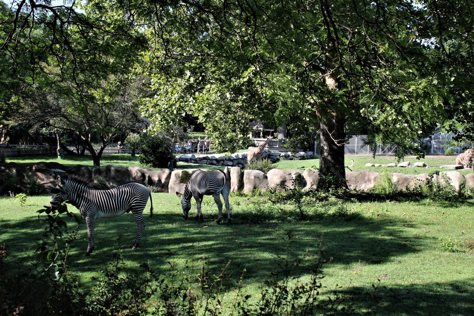 Detroit Zoo - Grevy’s zebra habitat - Summer/Fall, 2016