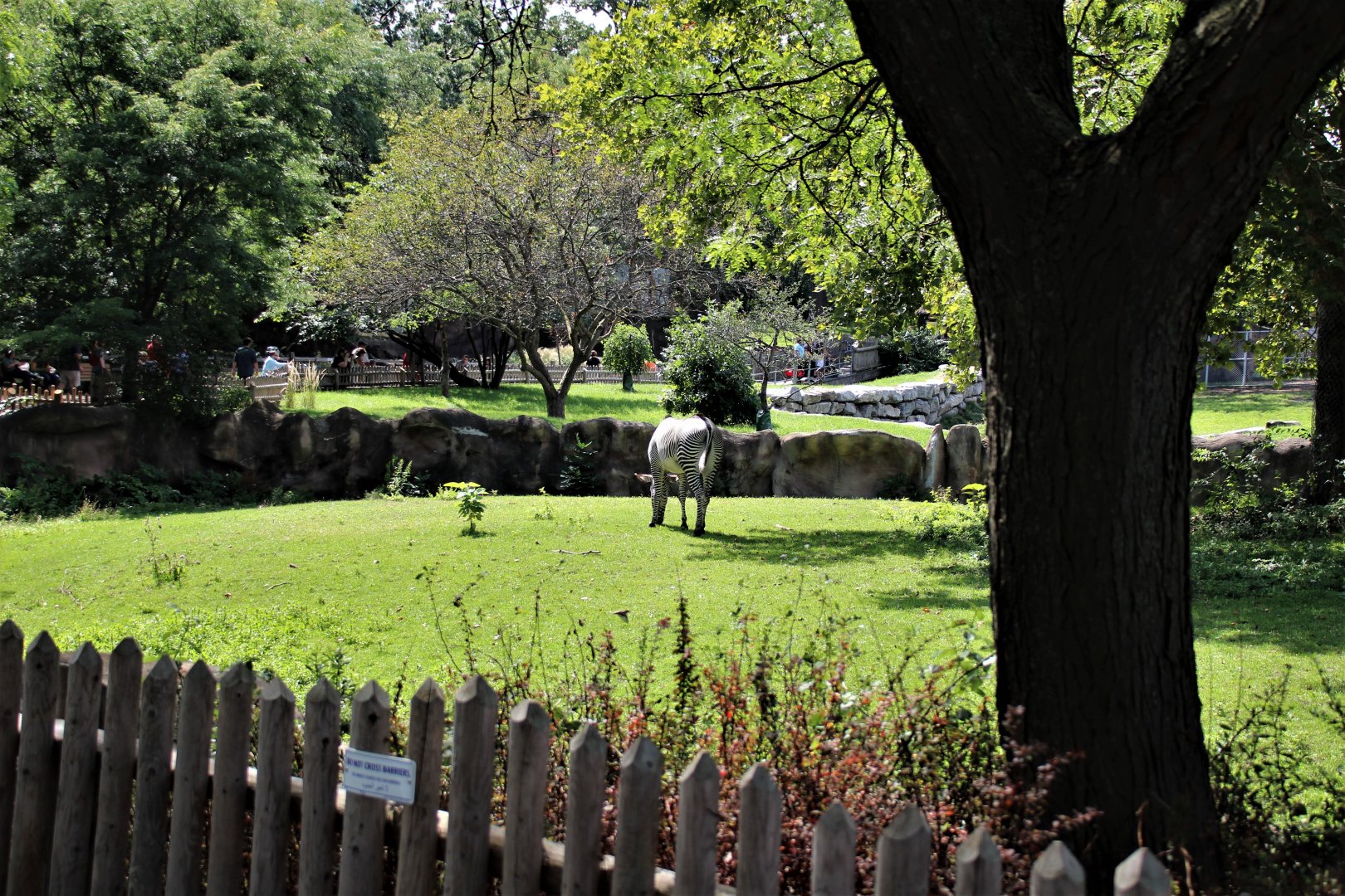 Detroit Zoo - Grevy’s zebra habitat - Summer/Fall, 2016