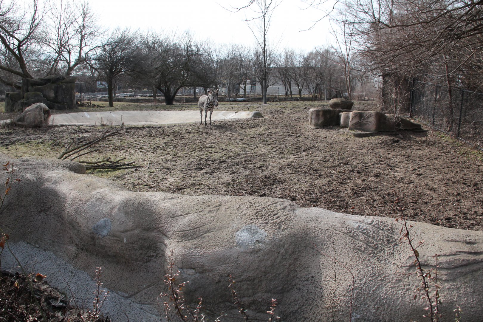 Detroit Zoo - Grevy's Zebras enclosure