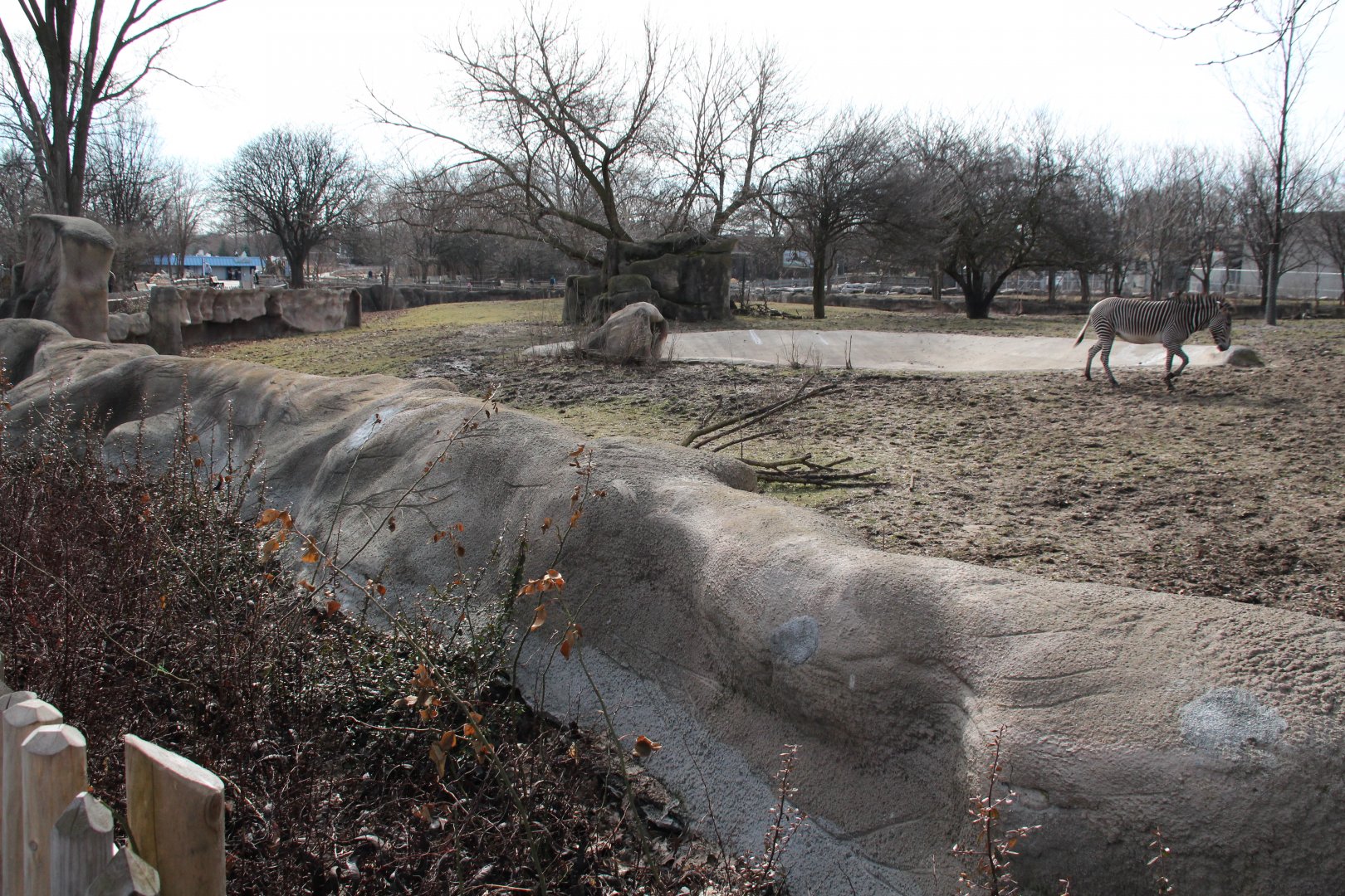 Detroit Zoo - Grevy's Zebras enclosure